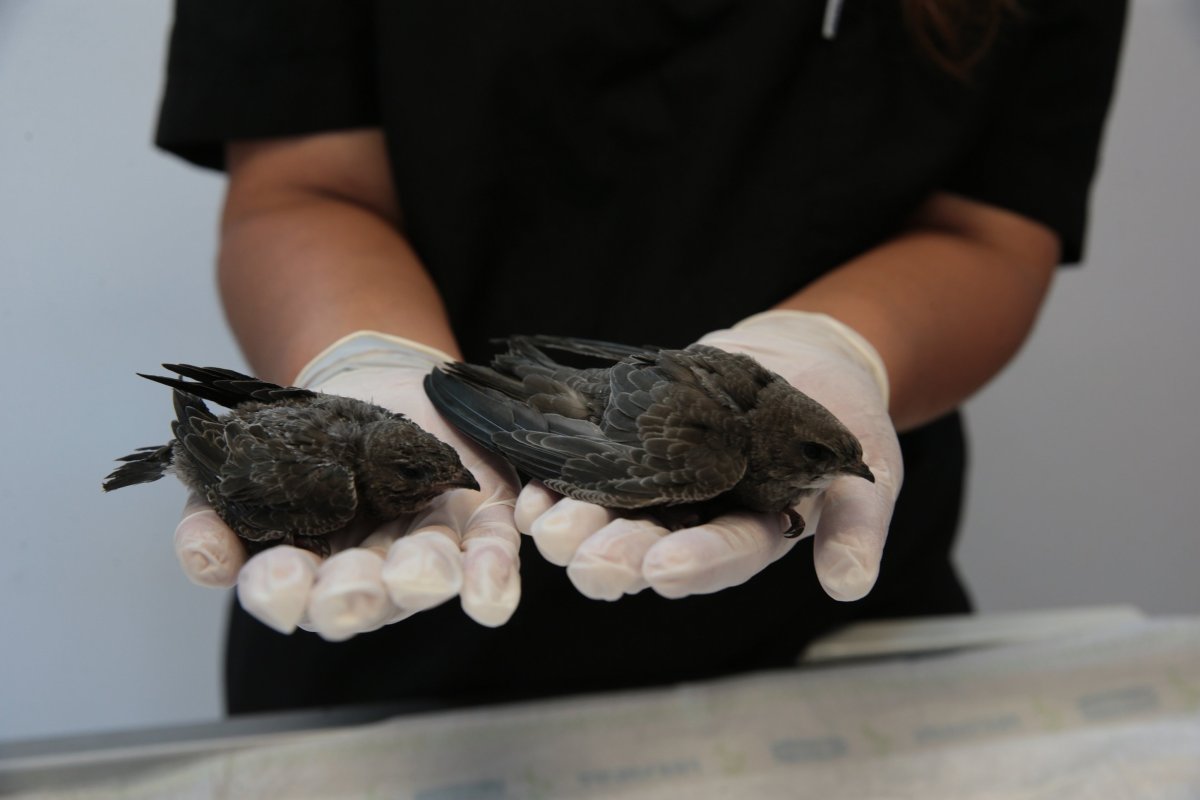 Стриж Абабиль