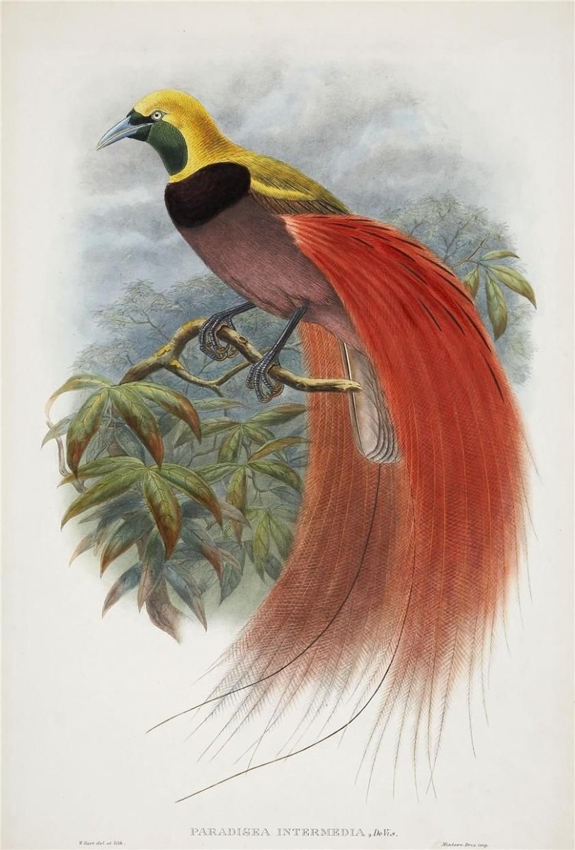 Райские птицы