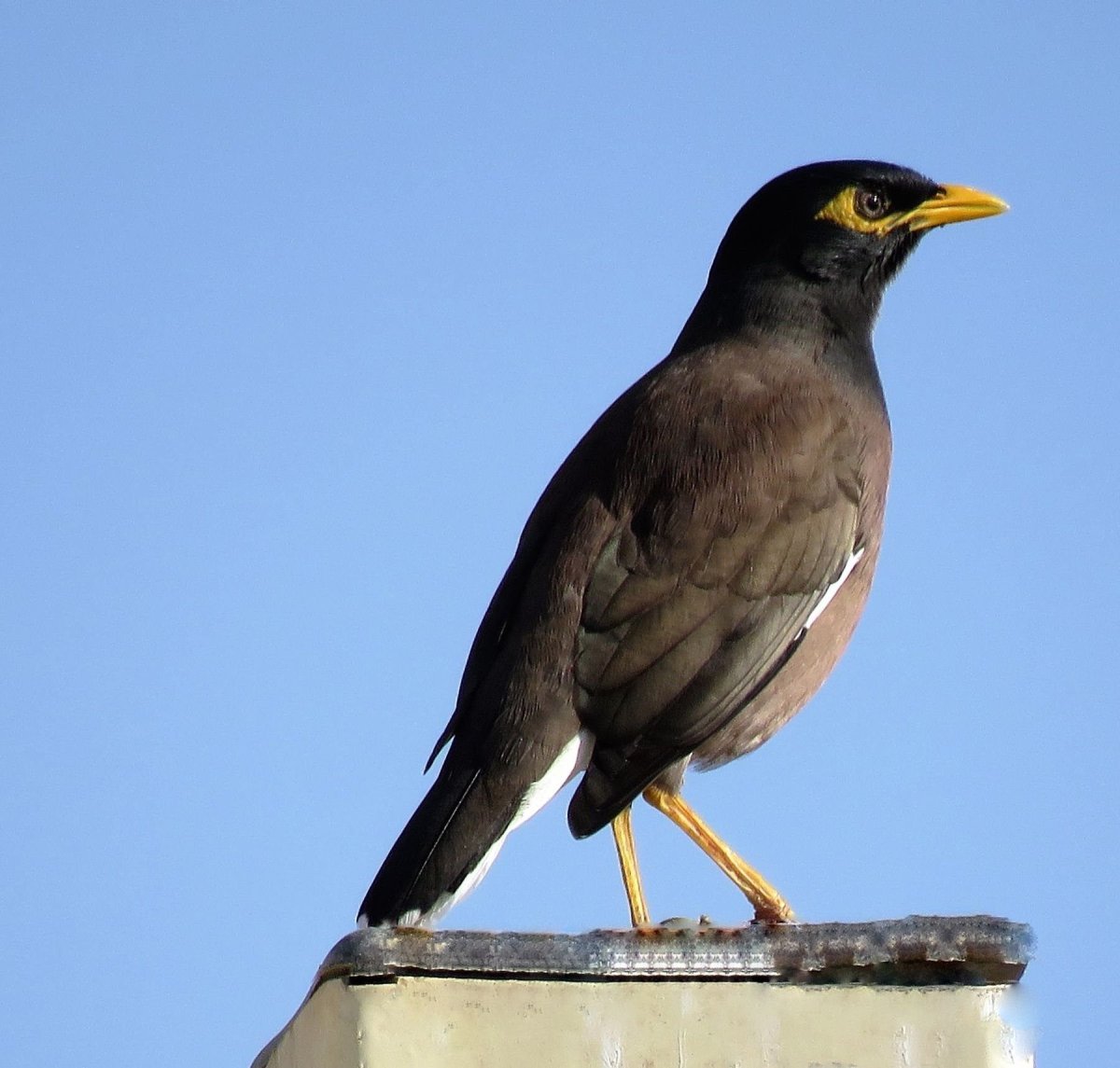 Майна птица