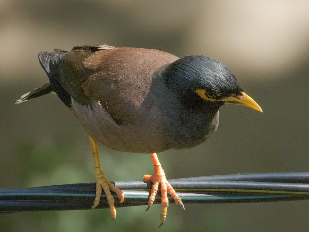 Обыкновенная майна (Acridotheres tristis)