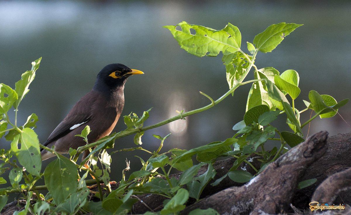 Афганский скворец майна