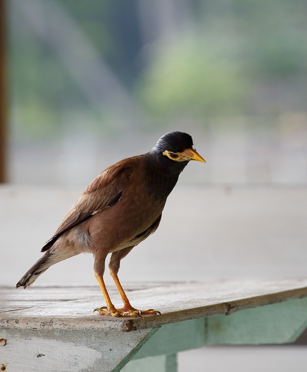 Афганский Дрозд майнушка