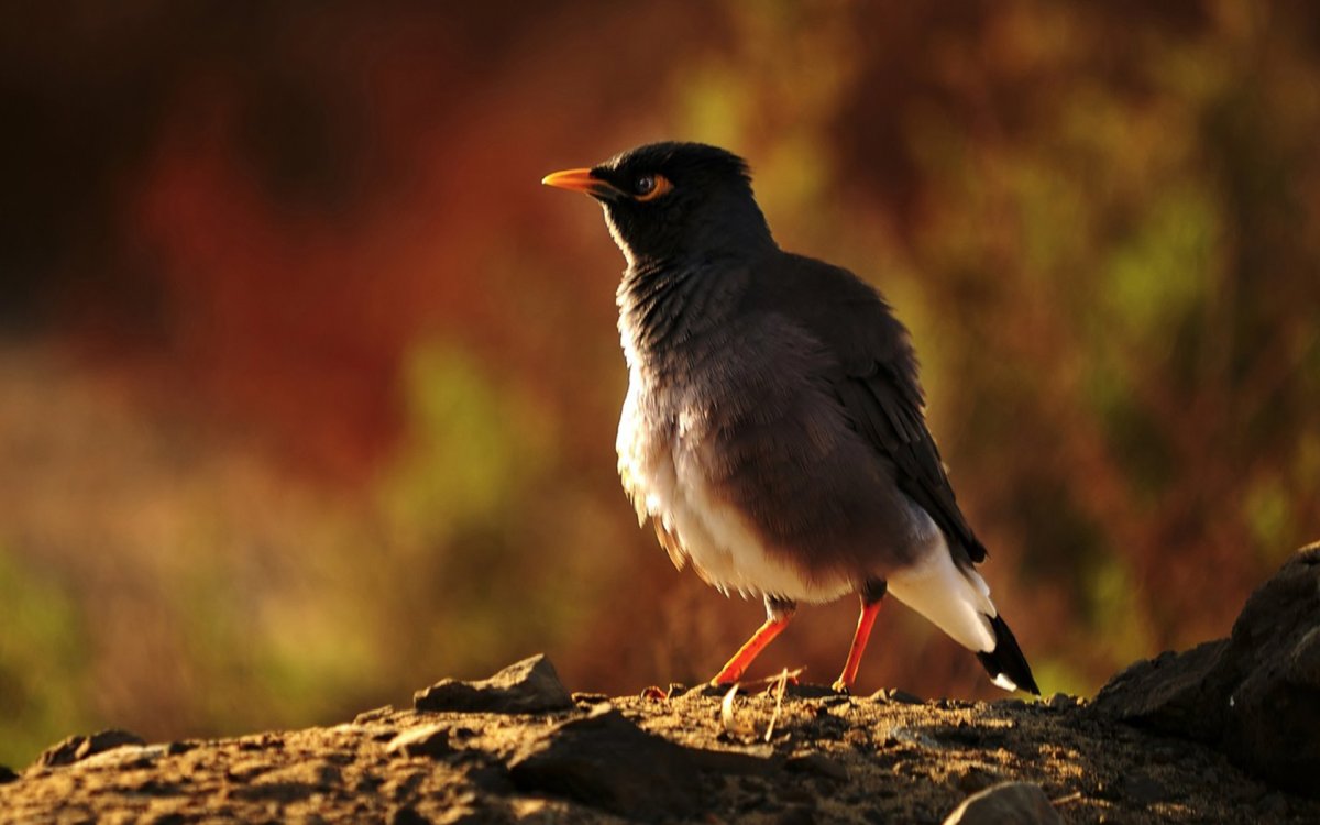 Myna Bird