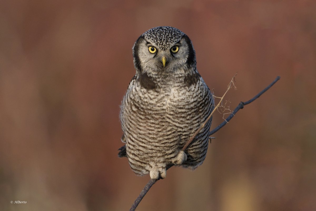 Ястребиная Сова факты