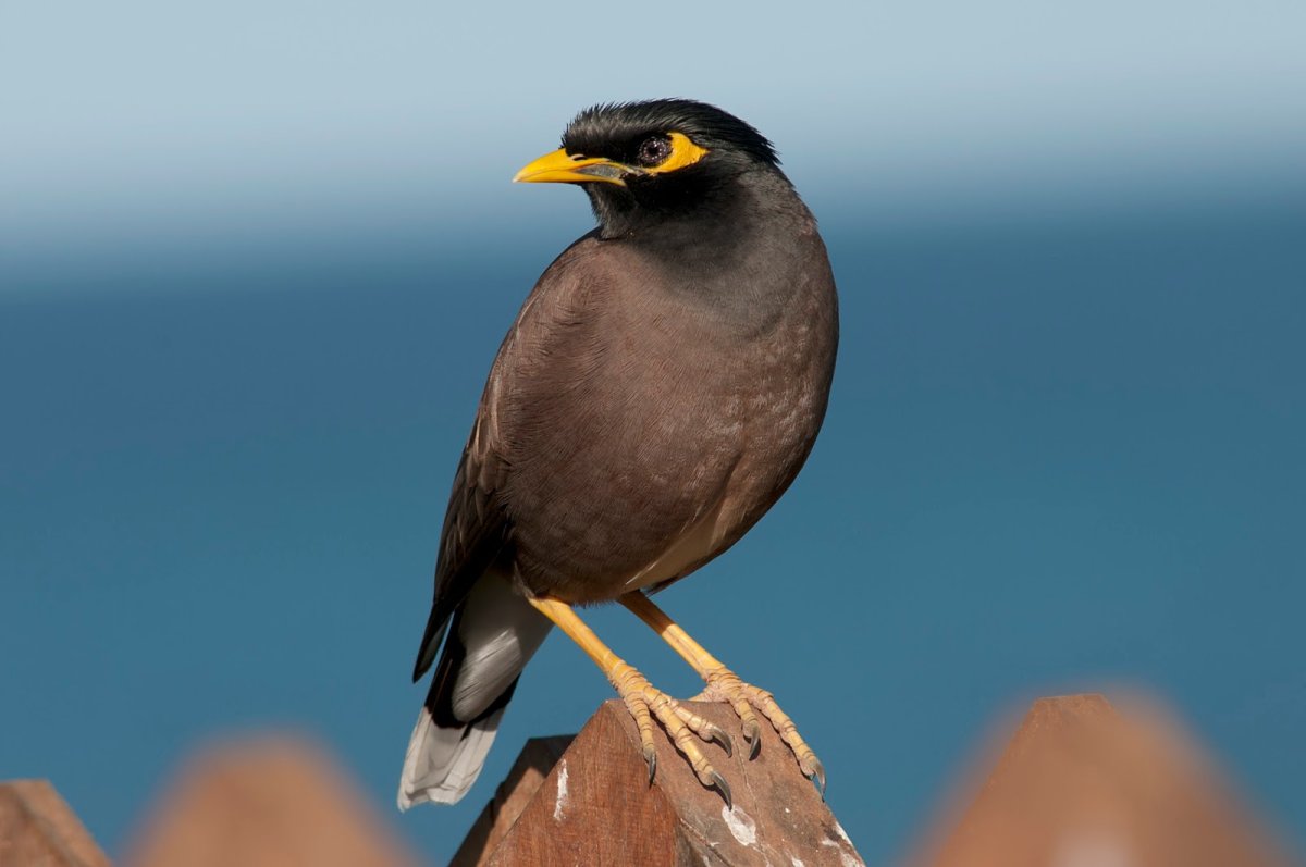Майнушка птица в таджикистане