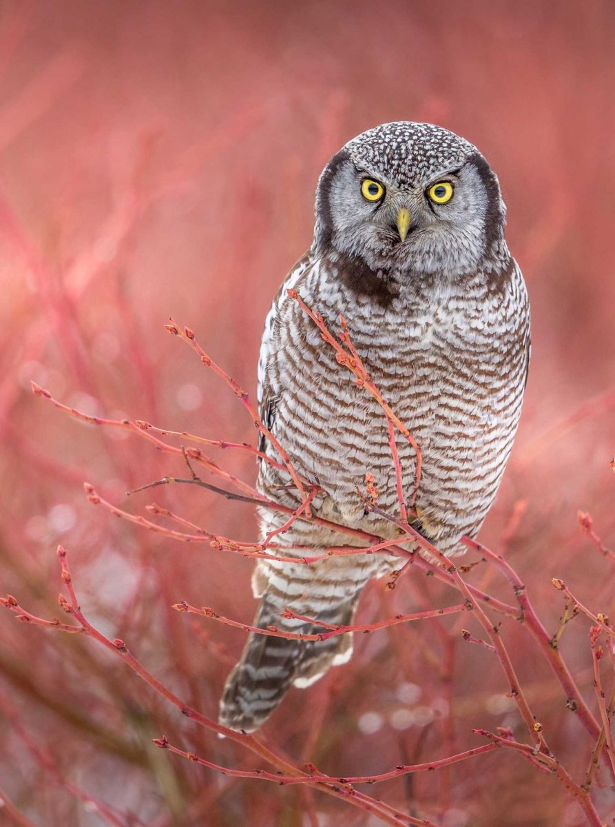 Ястребиная Сова