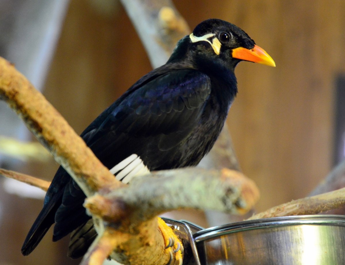 Священная майна птица