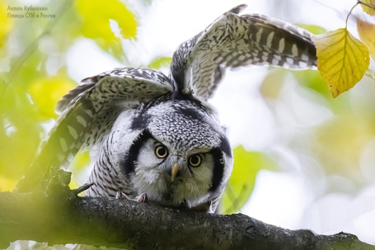 Краснокнижную сову спасли от принудительных фотосессий фото