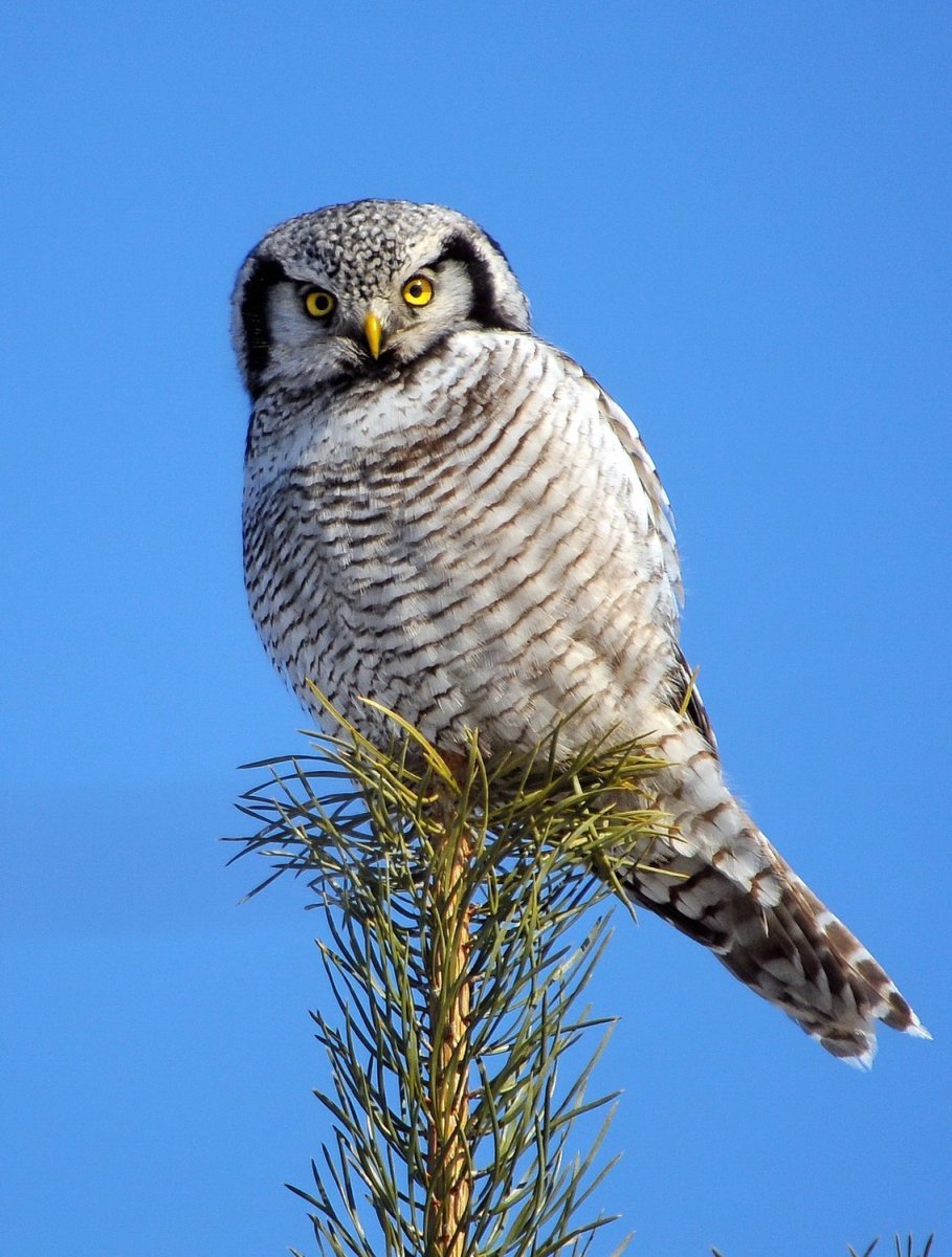 Ястребиная Сова