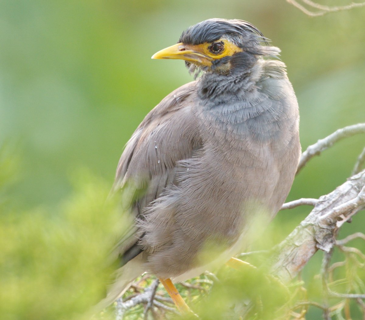 Майна обыкновенная (common Myna).