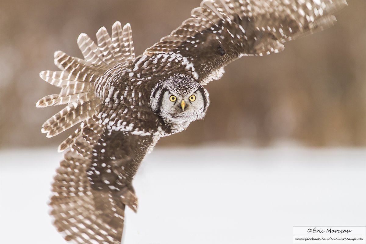 Ястребиная Сова летит