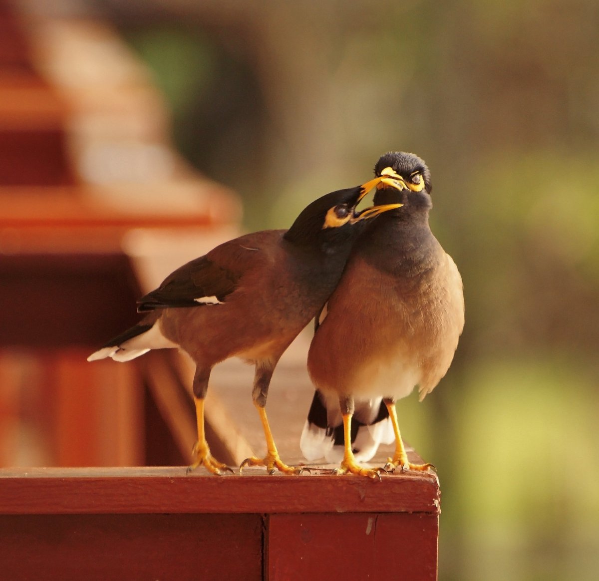 Афганка птица