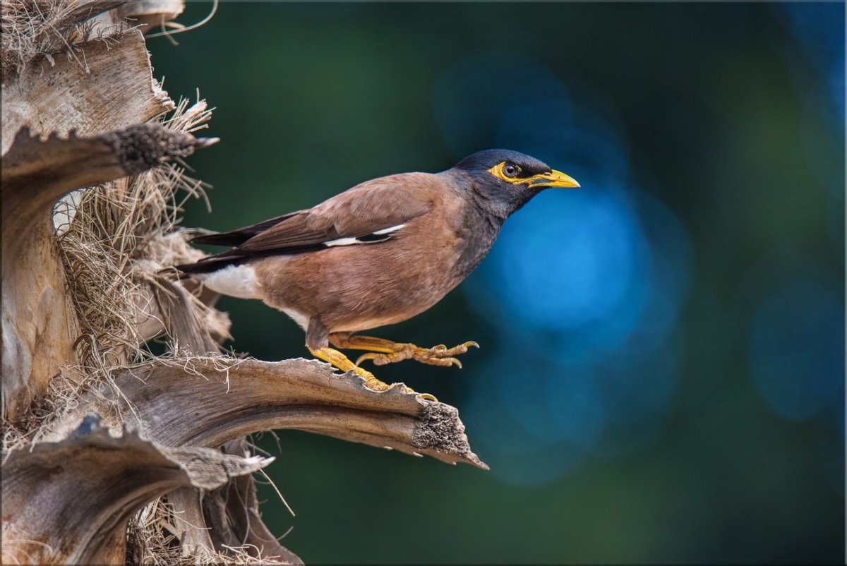 Майна саранчовый скворец