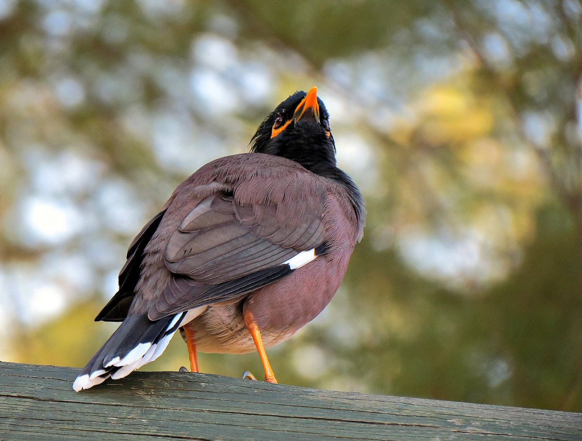 Желтоухий скворец