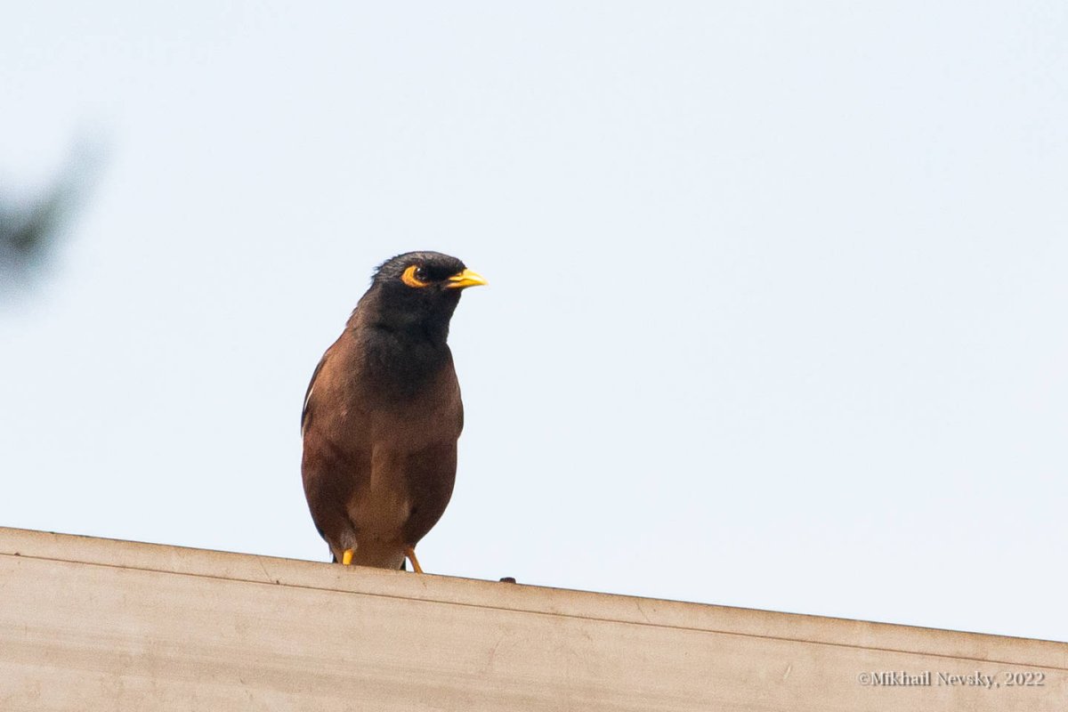 Большие птицы в Московской области