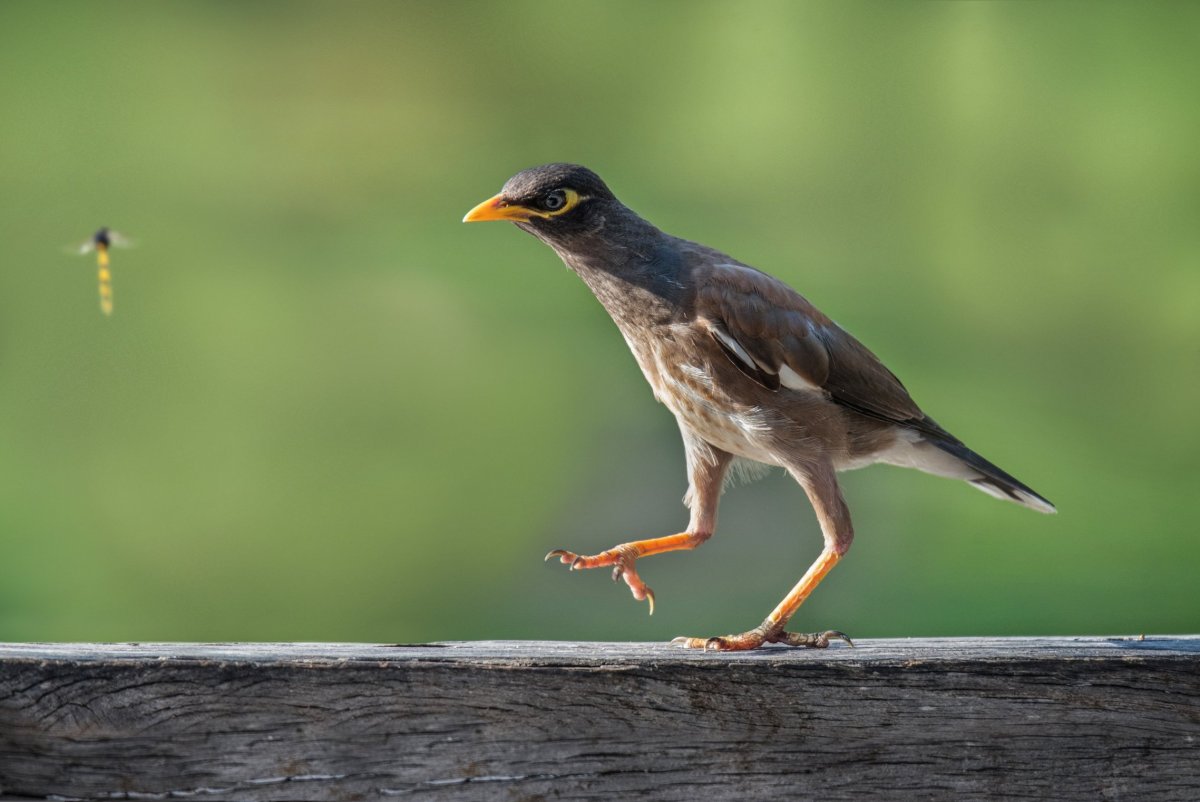 Майна саранчовый скворец