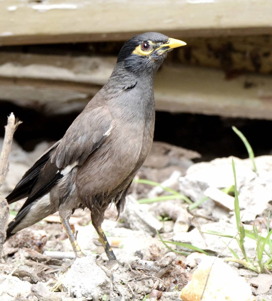 Майнушка птица в Таджикистане