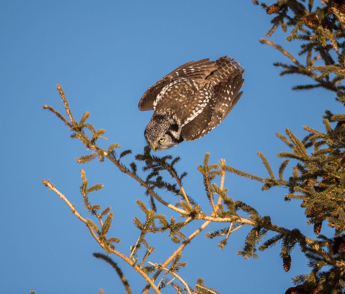 Ястребиная Сова в тайге