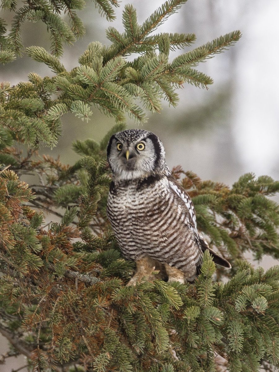 Ястребиная Сова