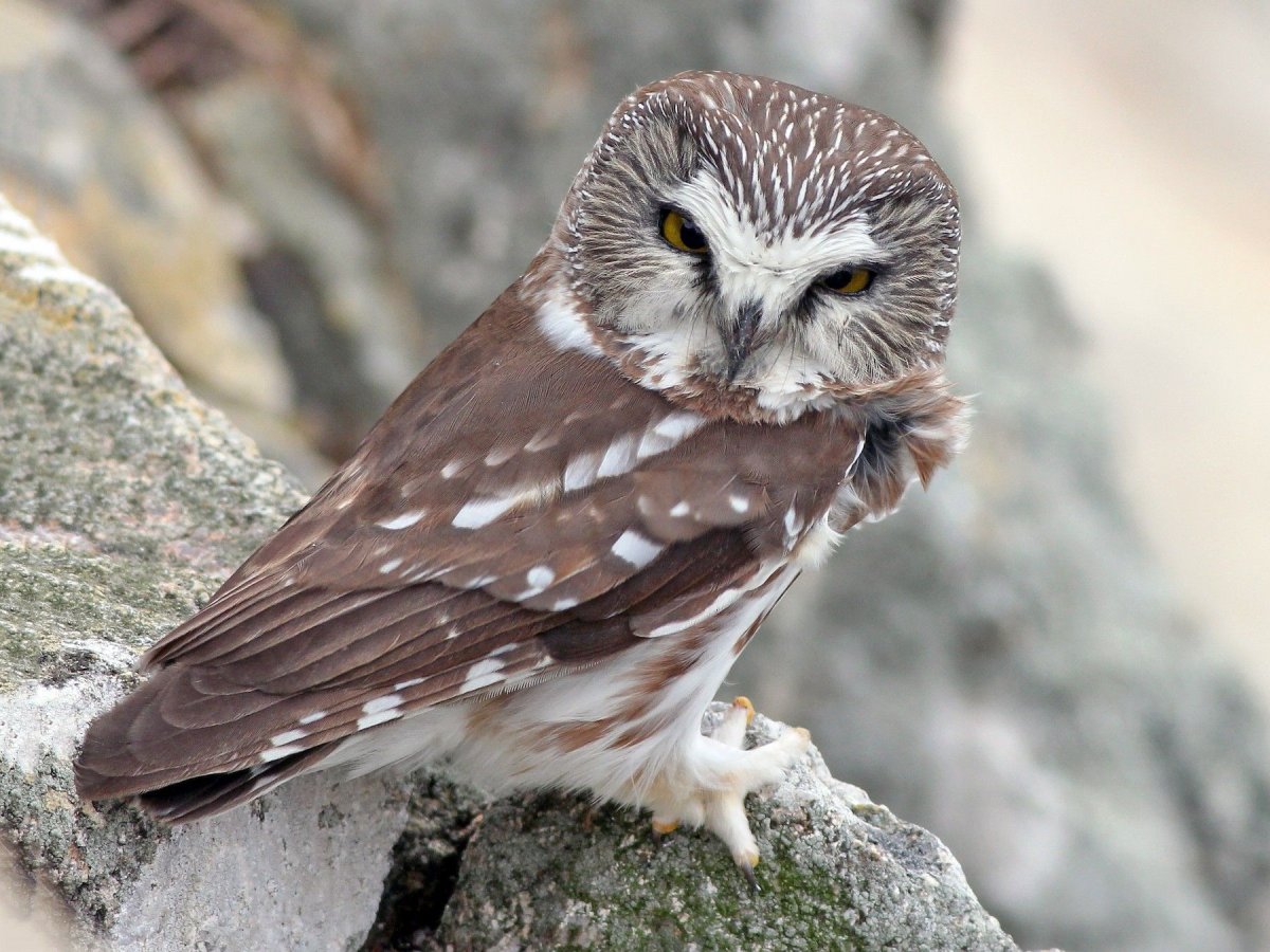 Northern saw-whet Owl