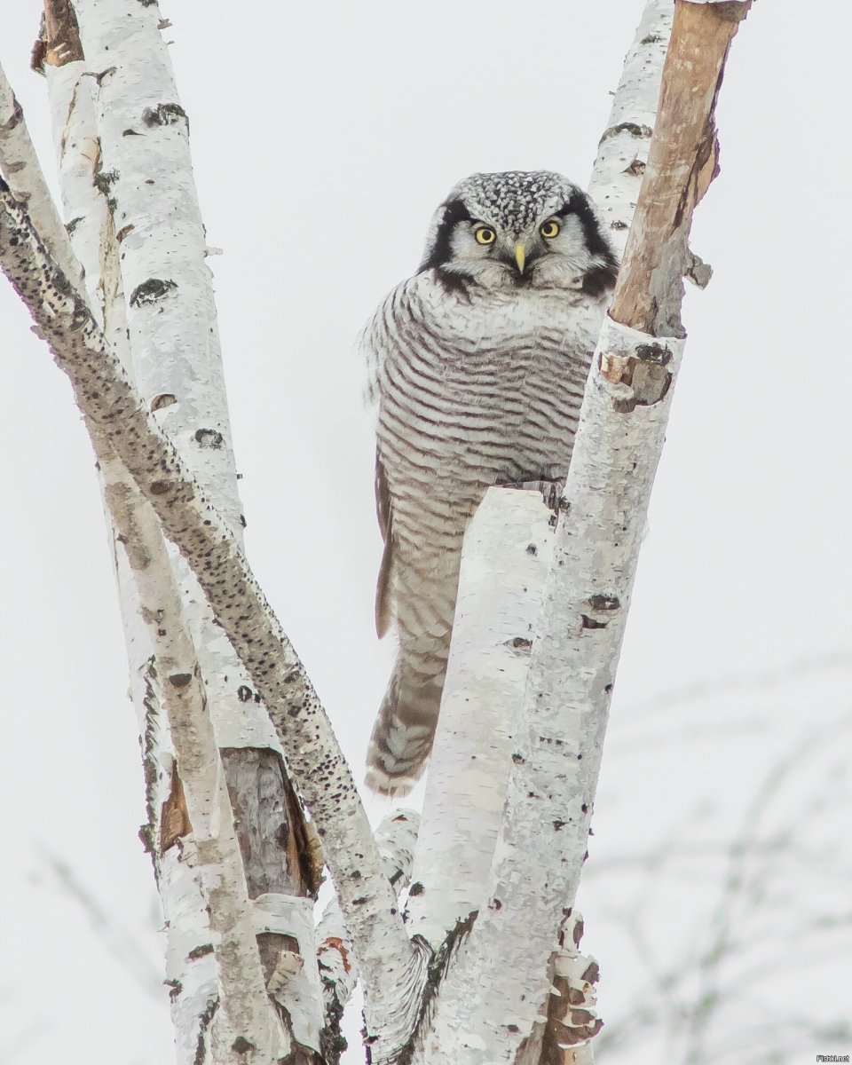 Ястребиная Сова