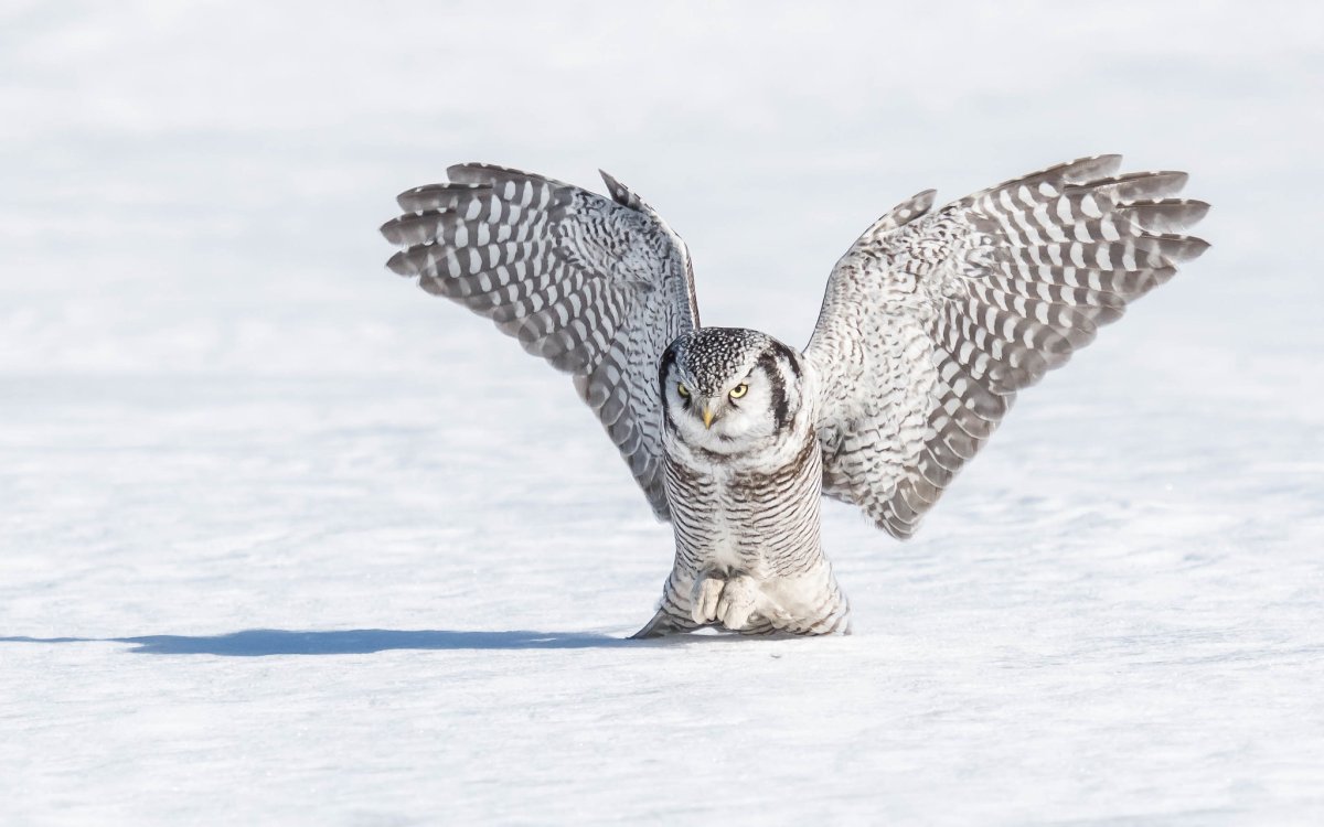 Белая Ястребиная Сова