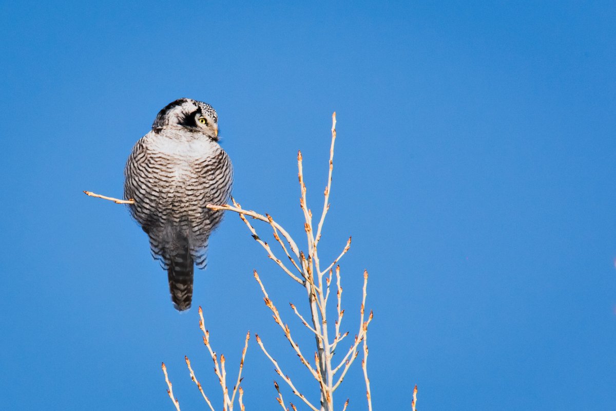 Белая Ястребиная Сова