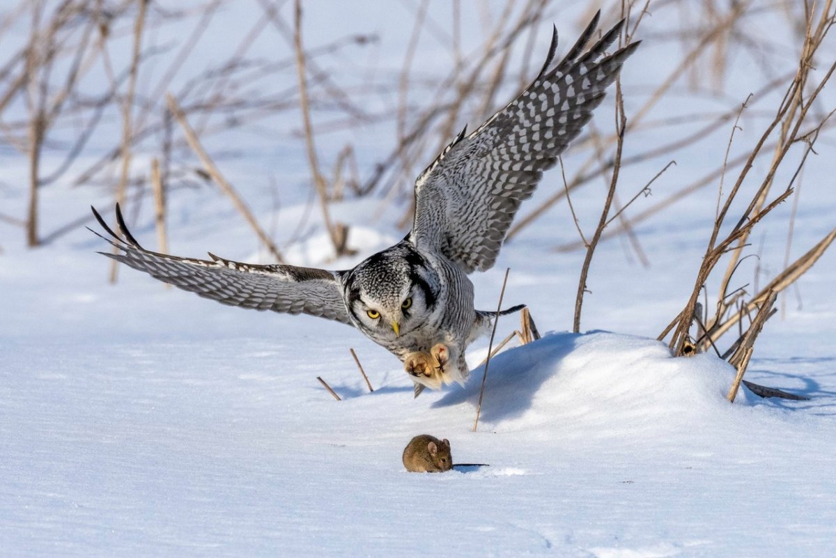 Ястребиная Сова