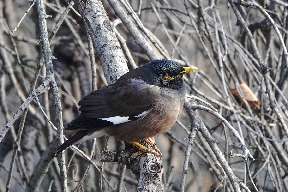 Майна обыкновенная (common Myna).