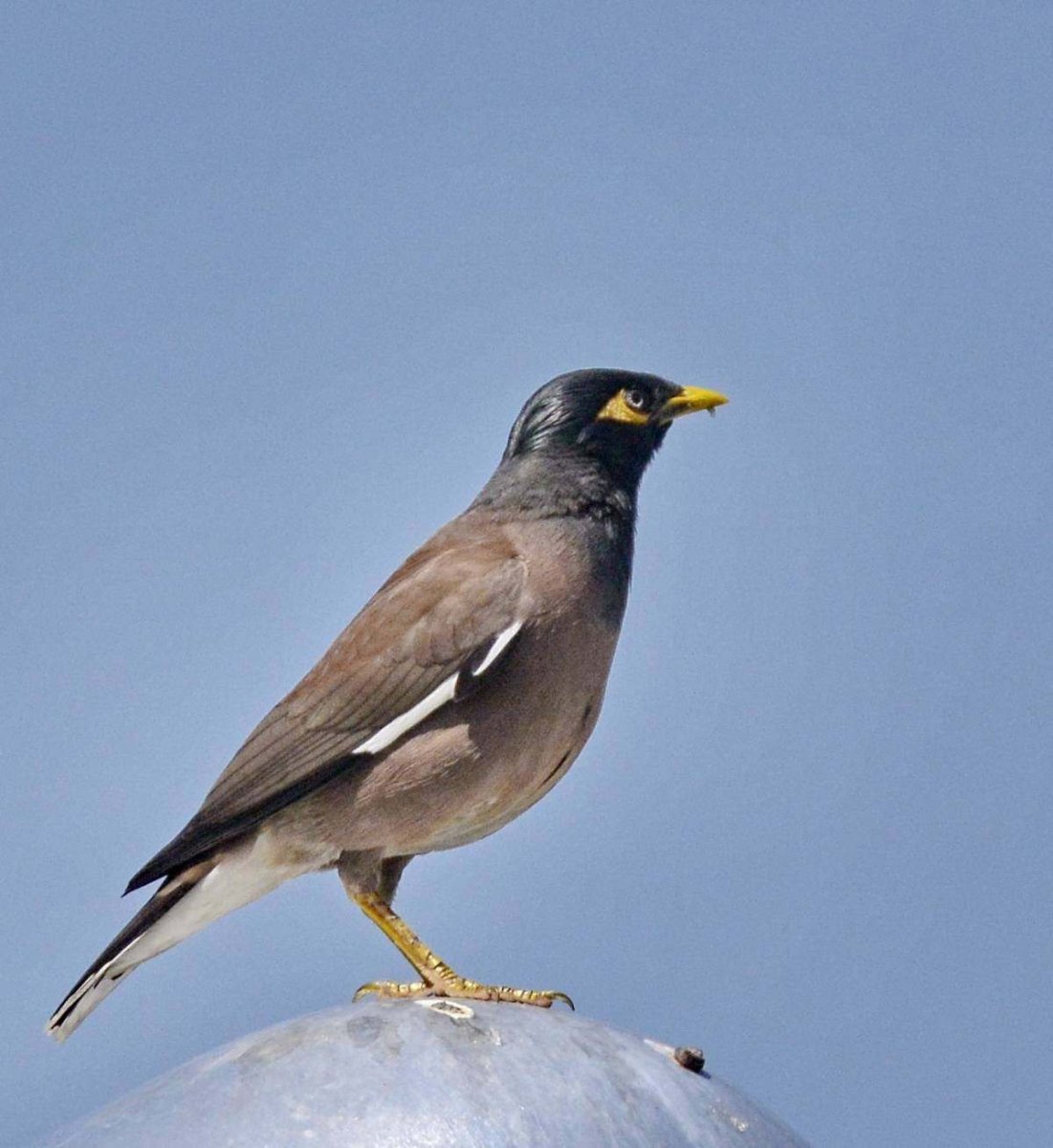 Acridotheres tristis