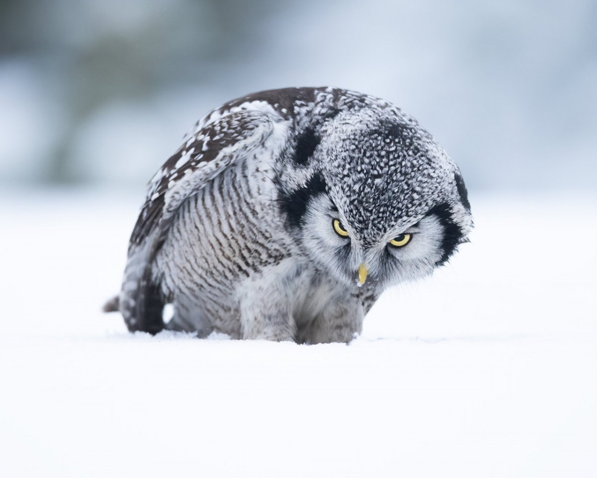 Белая ястребиная сова