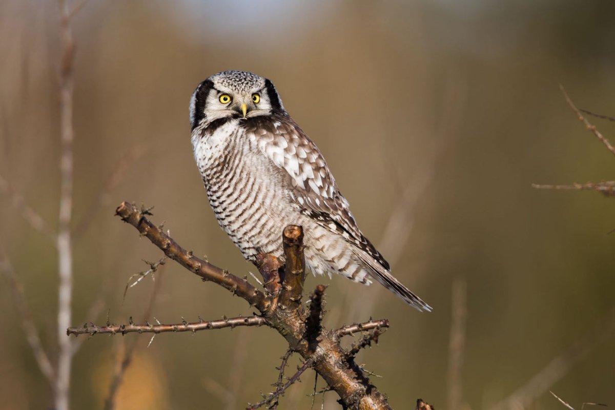 Ястребиная Сова