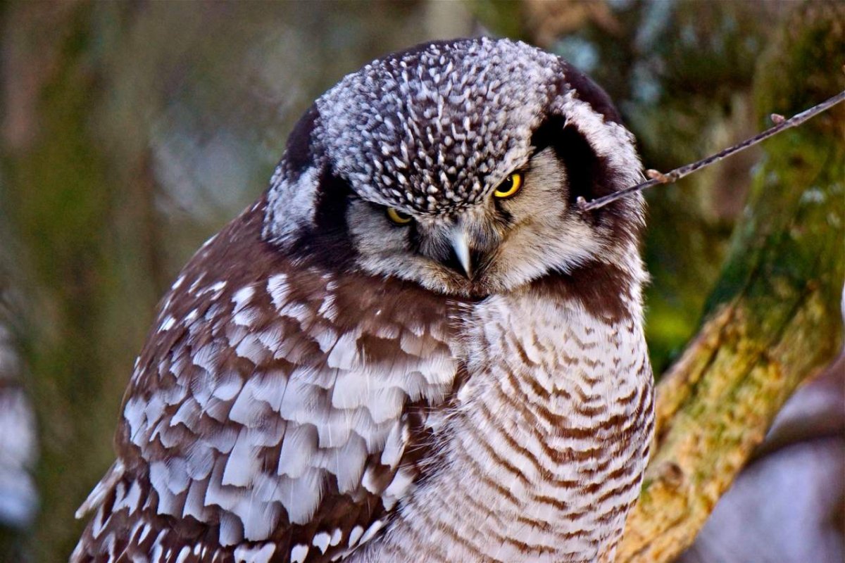 Смеющаяся Сова