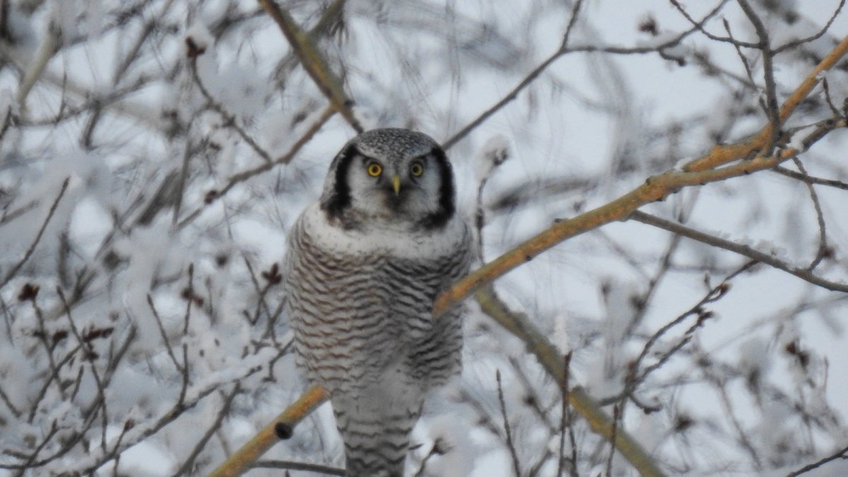 Ястребиная Сова заповедник Басеги