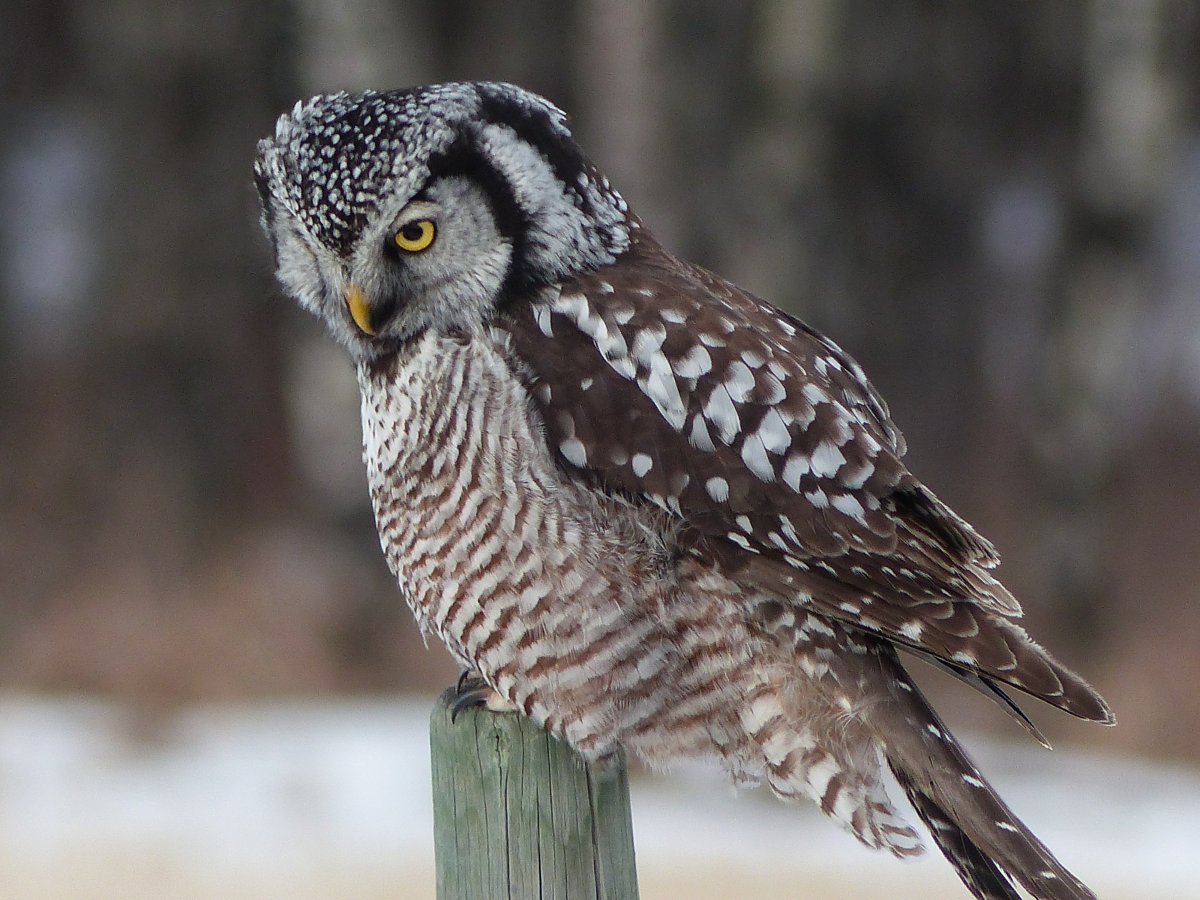 Ястребиная Сова сбоку