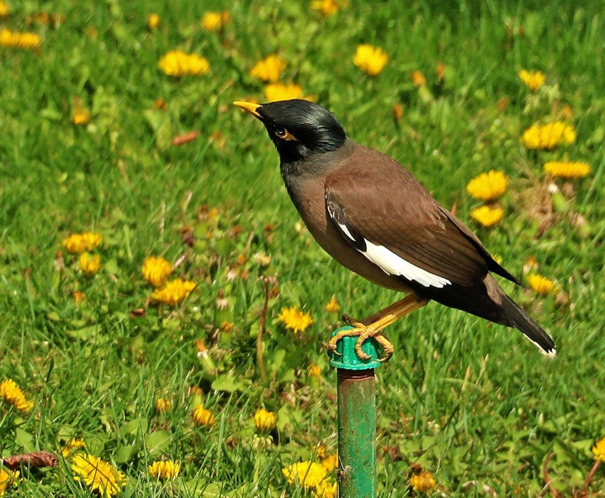 Афганская майнушка