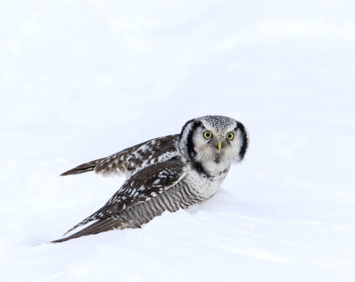 Ястребиная Сова краткое