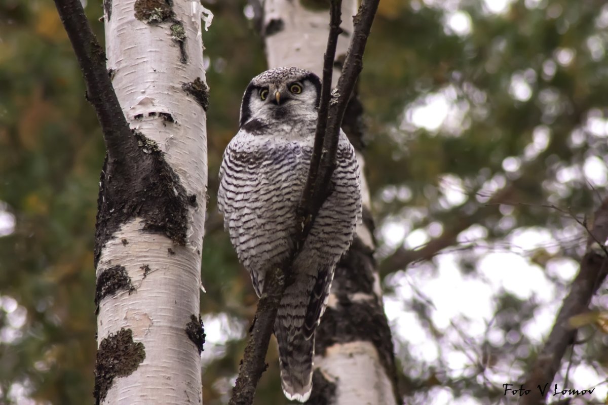Ястребиная Сова Свердловской области