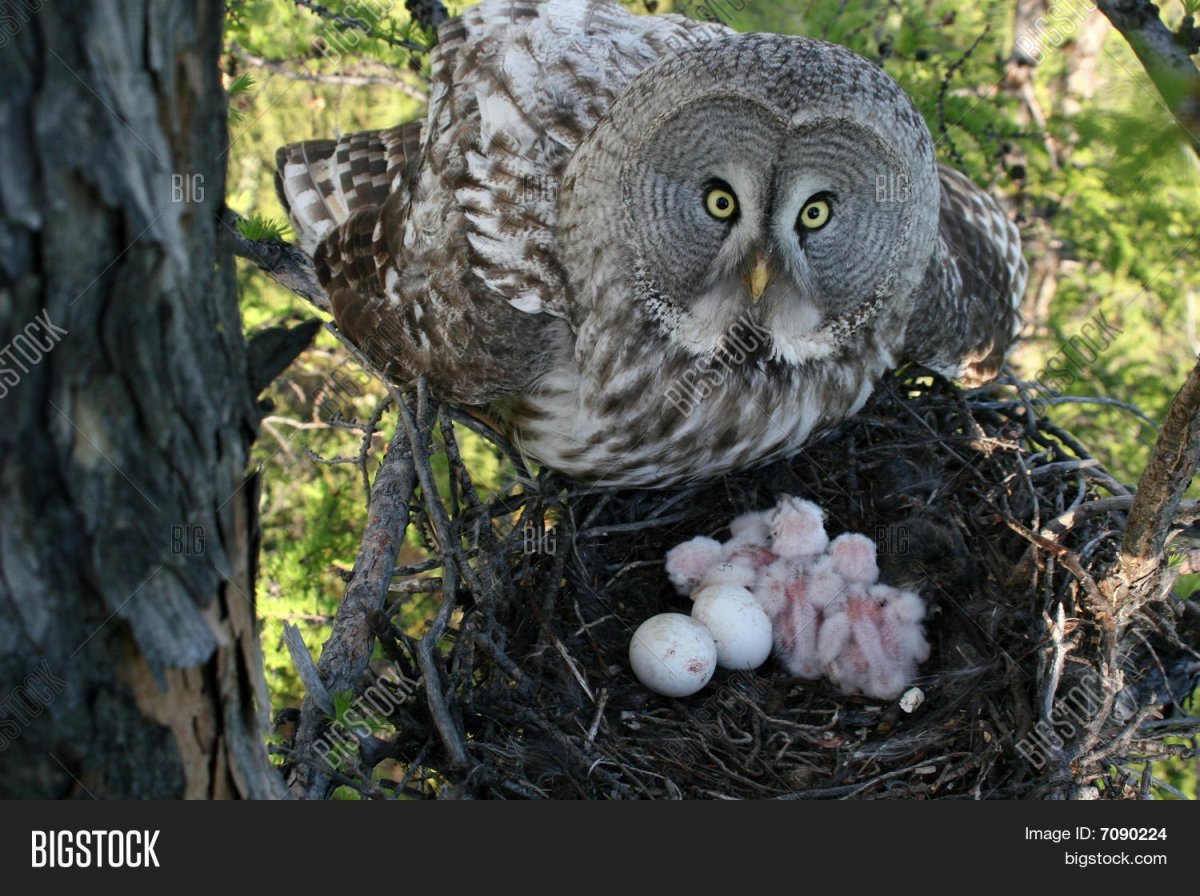 Серая неясыть гнездо