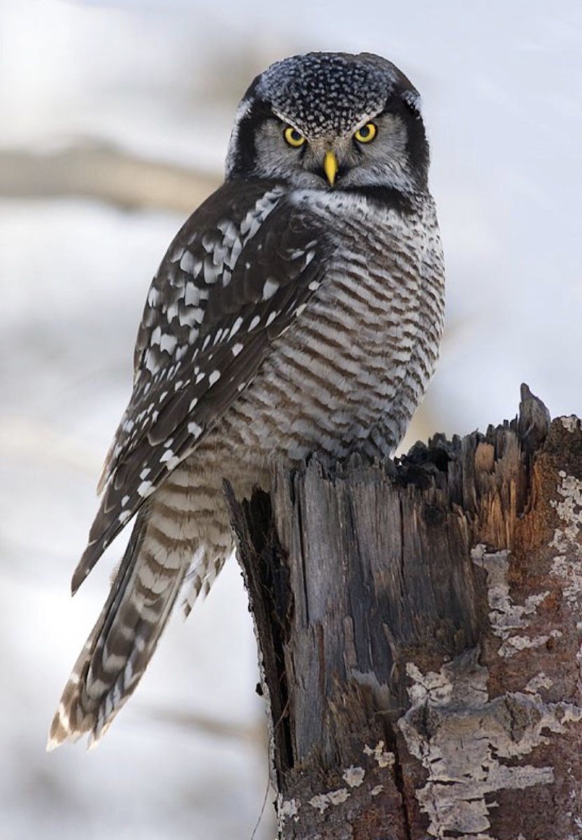 Ястребиная Сова