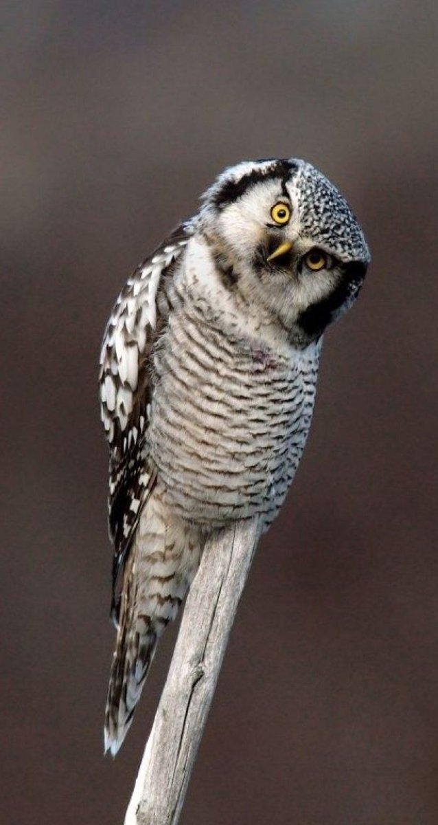 Белая Ястребиная Сова