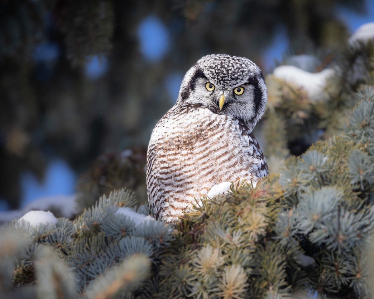 Сова на ветке