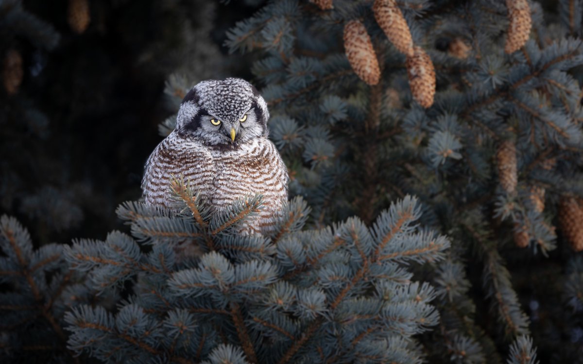 Сова на ветке