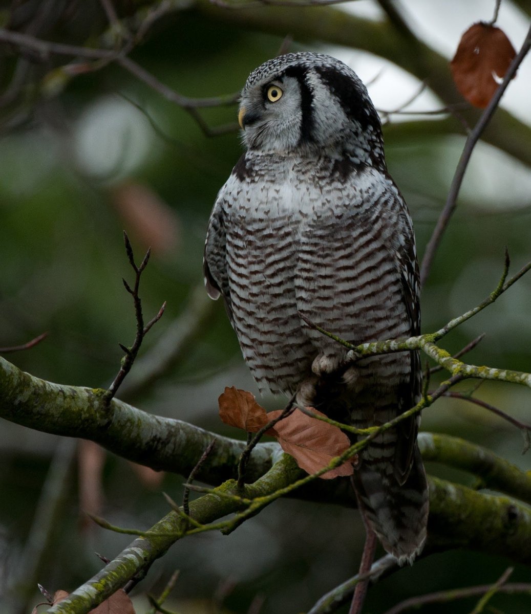 Ястребиная Сова ареал