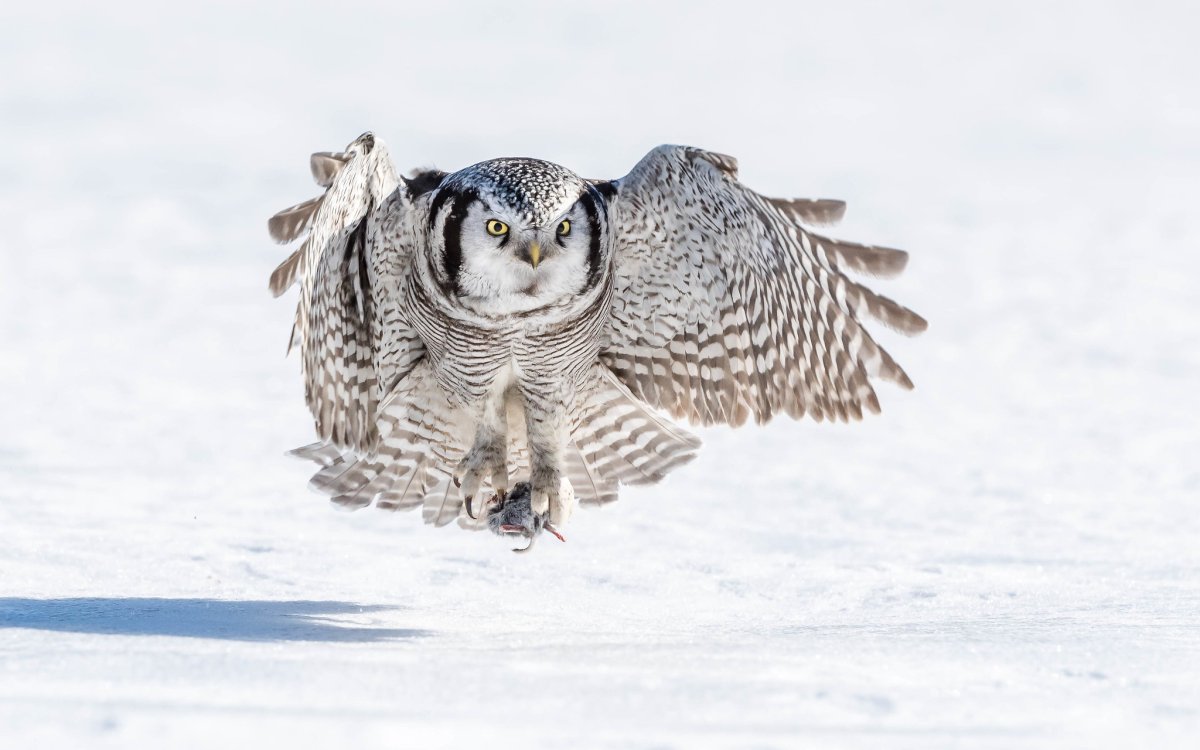 Размах крыльев ястребиной Совы