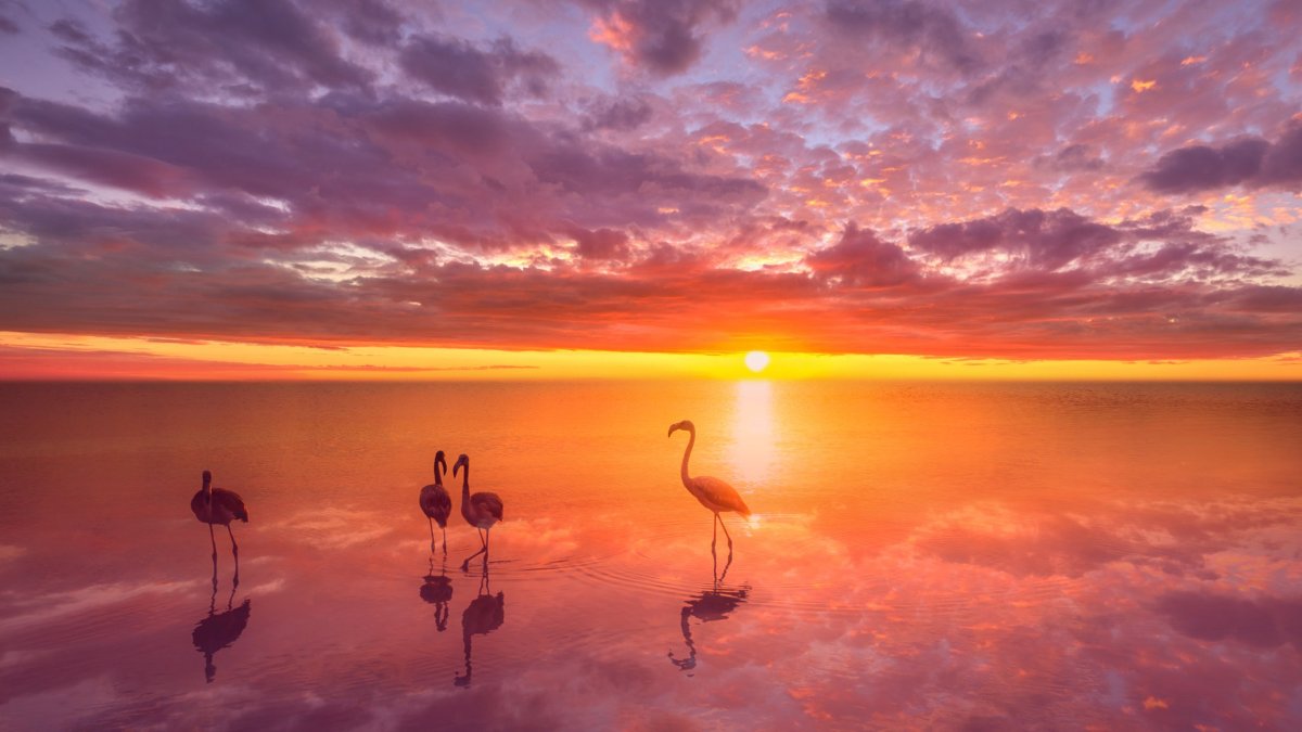 Розовый Фламинго на закате
