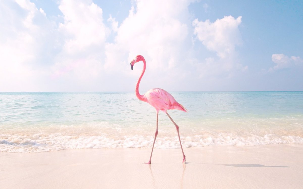 Розовый Фламинго на фоне моря