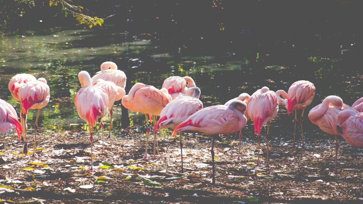 Картинки на рабочий стол Фламинго