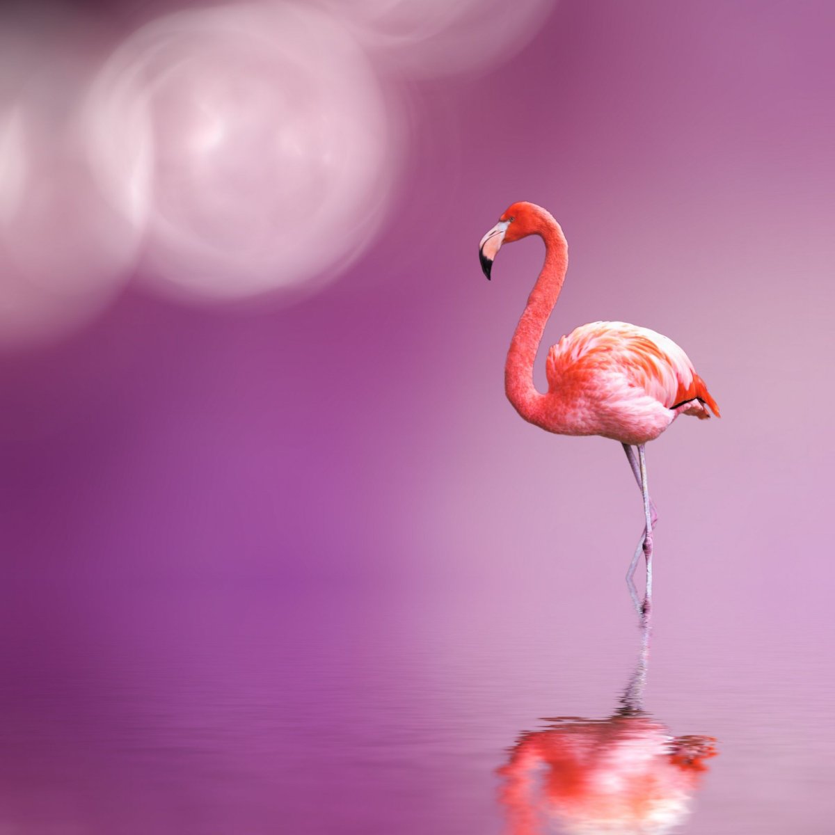 Розовый фон с Фламинго