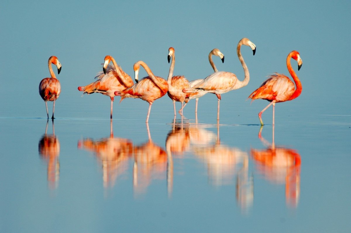 Обои на рабочий стол Фламинго